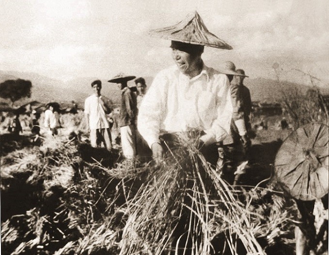 1950年夏，中共福建省委书记、省长张鼎丞带领机关干部在福州市郊帮助群众收割水稻.jpg